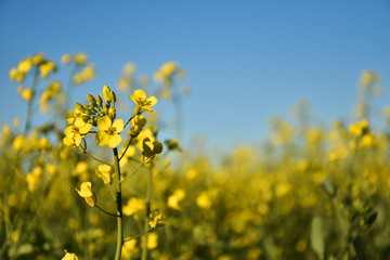 Canola Plant Close UP 