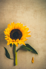 Yellow Sunflower Bouquet on Grey Background, Autumn Concept