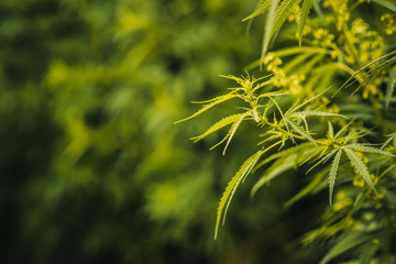 Wild agricultural hemp grows in the countryside