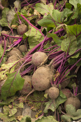 Fresh beets from a garden