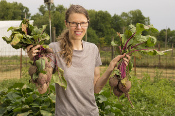 Woman picking fresh beets from a garden