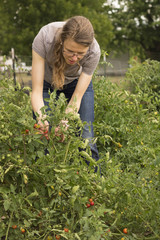 Woman picking fresh cherry tomatos from a garden