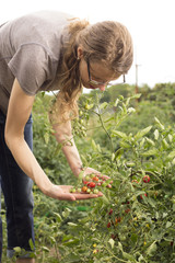 Woman picking fresh cherry tomatos from a garden