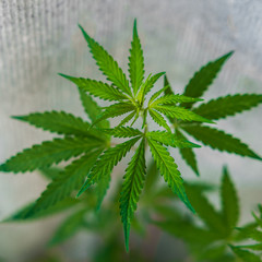 Wild agricultural hemp grows in the countryside