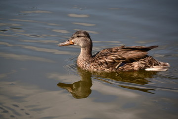 Female Mallard