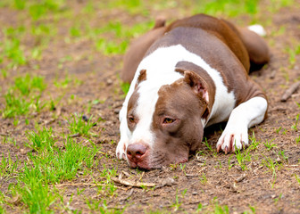 Portrait of dog lying on the gravel ground. Focus on his sad eyes, otherwise the whole dog in a soft focus with head on the floor, looking sad.