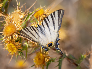 Papilio machaon on thistle, Corfu, Greece
