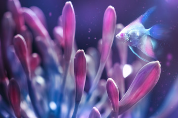 Small fantastic fish in buds of tropical flowers. Bright natural summer conceptual creative image. Fantastic unreal macro picture.