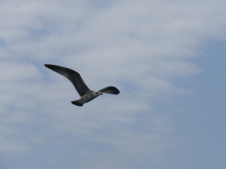 Obraz premium Schwarzee Meer Vogel