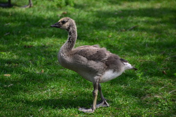 A Growing Gosling