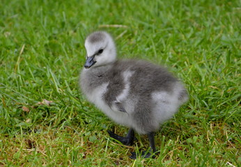 Wei&szlig;wangengans-K&uuml;ken