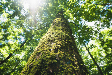 Fototapeta premium Looking up the moss covered trunk of a tall tree