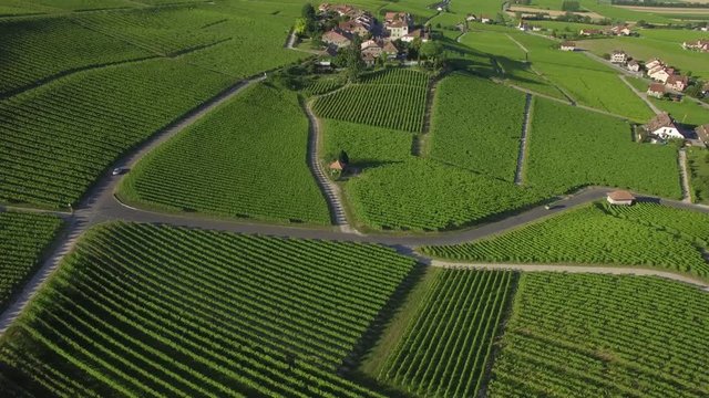 4K ungraded Aerial footage of Vineyard fields between Lausanne and Geneva in Switzerland -UHD