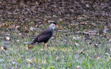 south american falcon, scientific name Caracara plancus, Brazil