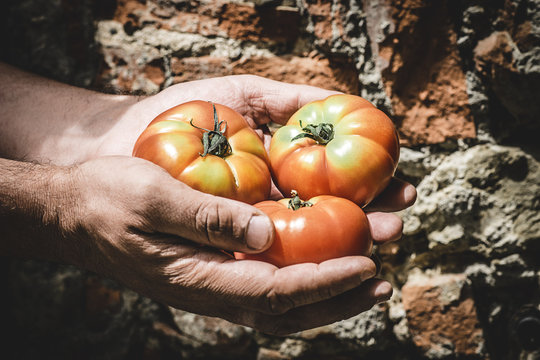  Male farm hands hold a tomatoes variety Bull's heart on the rustic background