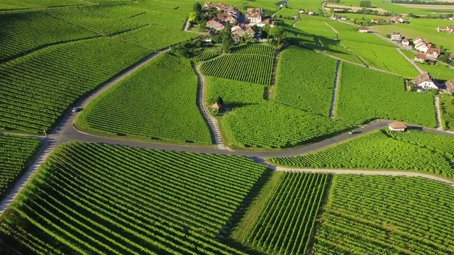 4K Aerial footage of Vineyard fields between Lausanne and Geneva in Switzerland -UHD