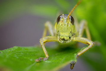 Close up macro of a grasshopper sitting on a leaf