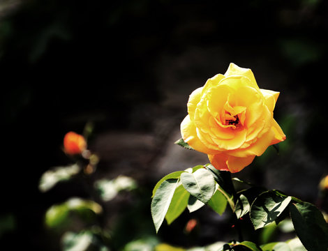yellow flower of a rose in a garden