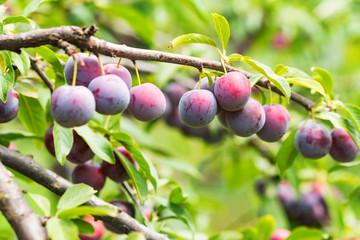 Ripe cherry plums on tree branch close
