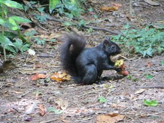 Obraz premium Black Squirrel