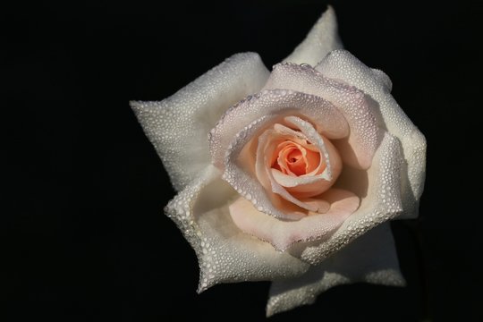 Rose  303