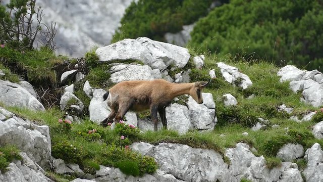 mountain goats in the rocky terrain of austrian alps