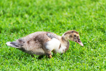 Domestic duckling eats grass