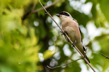 Lesser grey shrike or Lanius minor rests on branch