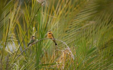 Bee Eaters