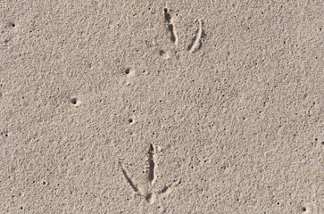bird tracks on sand texture