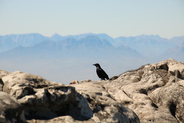 Black bird on Table Mountain