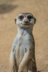 Portraits of a fascinating meerkat (suricate) family