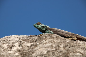 Blue lizard 