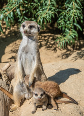 Portraits of a fascinating meerkat (suricate) family