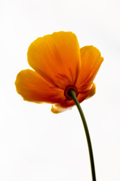 Bottom view on a california poppy