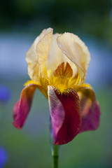 Fototapeta na wymiar Opened CloseUp Iris Flower