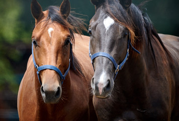 Portrait von zwei braunen Pferden die nebeneinander stehen und in die Kamera blicken