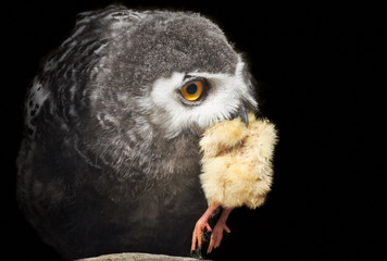 Schneeeule Nahaufnahme mit Küken im Schnabel (Bubo scandiacus)