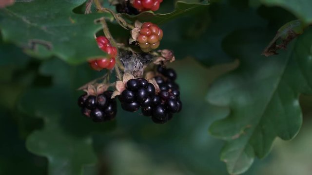 Ripe wild blackberry picking - (4K)