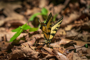 Fillmore Glen State Park