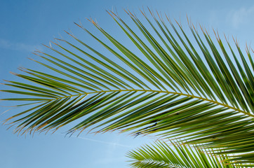 close up of palm branch on a clear bright blue sky