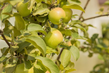 Green apples on a branch on a blurred background