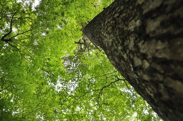 丹沢山地 森の樹木