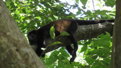 Costa Rican Growler Monkey