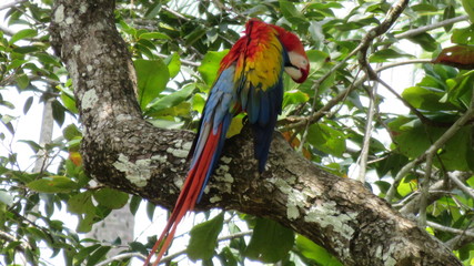 Scarlet Macaws of Costa Rica