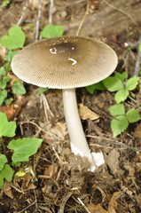 林床のツルタケ