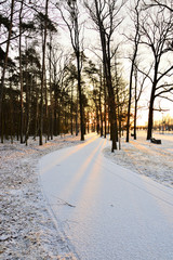 Osnieżona leśna droga oświetlona wschodzącym słońcem w zimie.