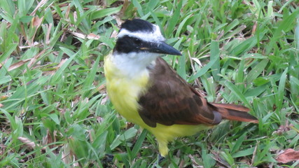 Birds Costa Rica