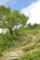 山の難所道