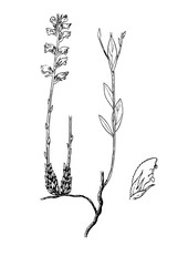 orobanche gracilis botanical illustration - obrazy, fototapety, plakaty